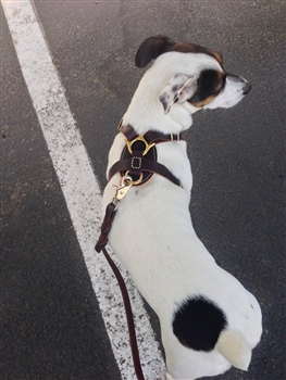 ROYAL CLASSIC KNIGHT LEATHER HARNESS