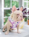 Purple Leather Dog Harness