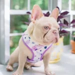 Purple Leather Dog Harness